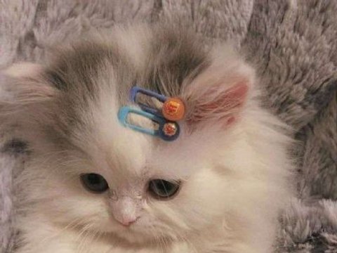 国产猫主食罐可关注原料全价与工艺信息 国产猫主食罐可关注原料全价与工艺信息