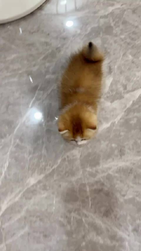 腿短速度快 超级可爱的小超跑️