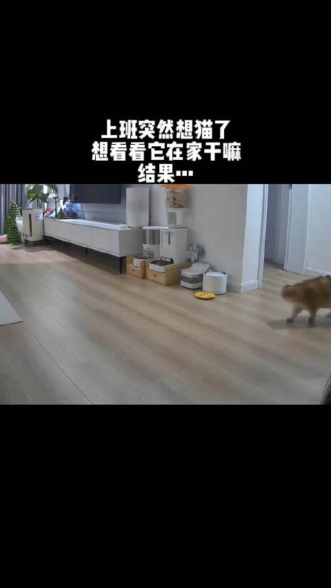 至今没搞懂 脖圈是怎么位移到它肚子上的…