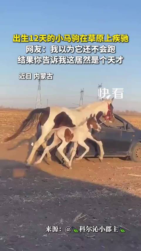 牧民意外获UR级传说宝马，小马初跑似乱实为天才