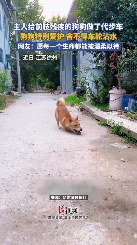 主人给前肢残疾的狗狗做了代步车，狗狗特别爱护舍不得车轮压水 ！