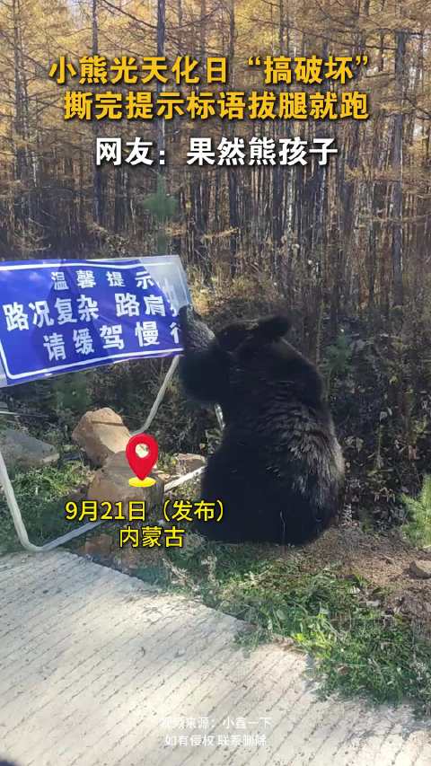 小熊光天化日“搞破坏”，撕完提示标语拔腿就跑，网友：果然熊孩子