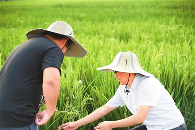 以一粒良种耕耘万顷良田 以一粒良种耕耘万顷良田