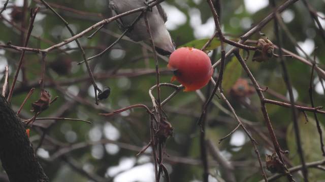 秋日柿子树，成了灰喜鹊的自助食堂，满树橙红，叽叽喳喳热闹非凡