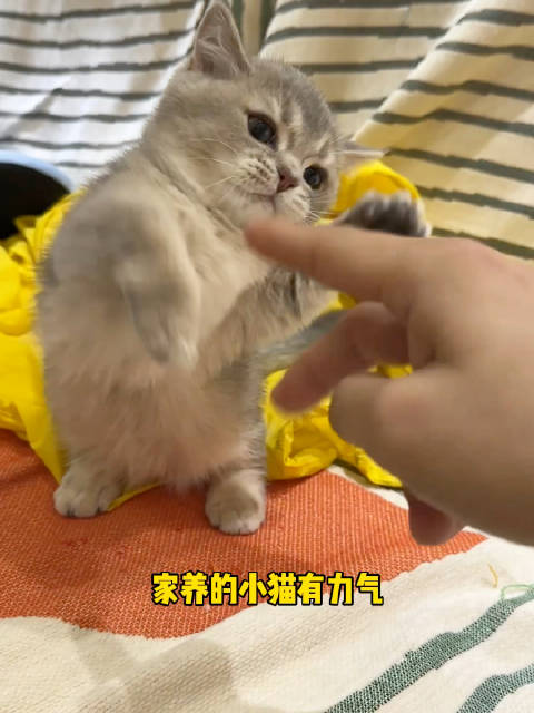 小猫给大家唱个欢乐颂