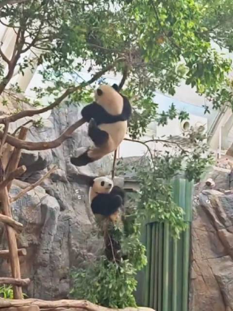 功夫熊猫加加得得：都不白来，都不白来！