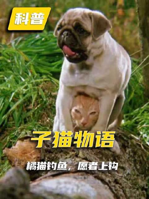 橘猫垂钓记：傻鱼跃出水面，真心悄然上钩