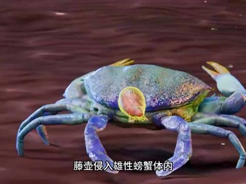 寄生虫迫使螃蟹养育幼崽，我们一起来看一下该过程 ···