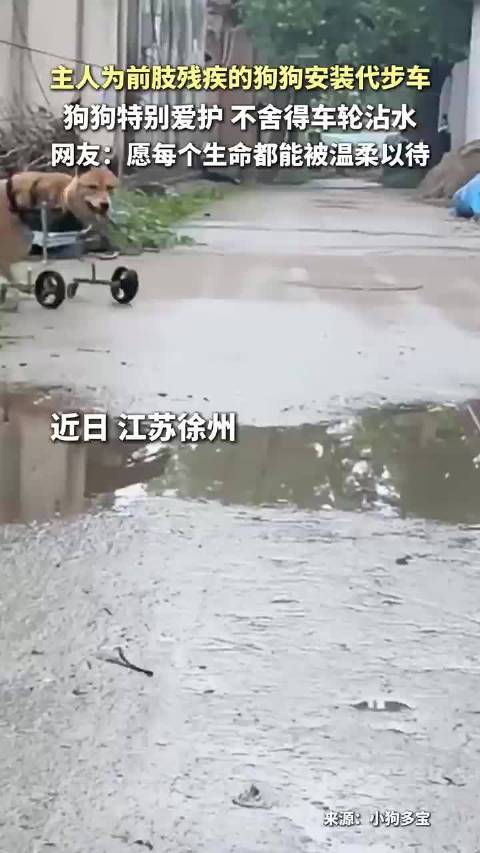 主人的爱，让小狗懂得爱惜自己的“小轮椅”