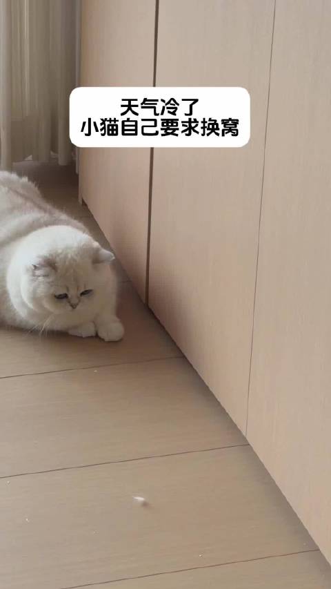 不要低估猫咪的小心思了，啥都懂