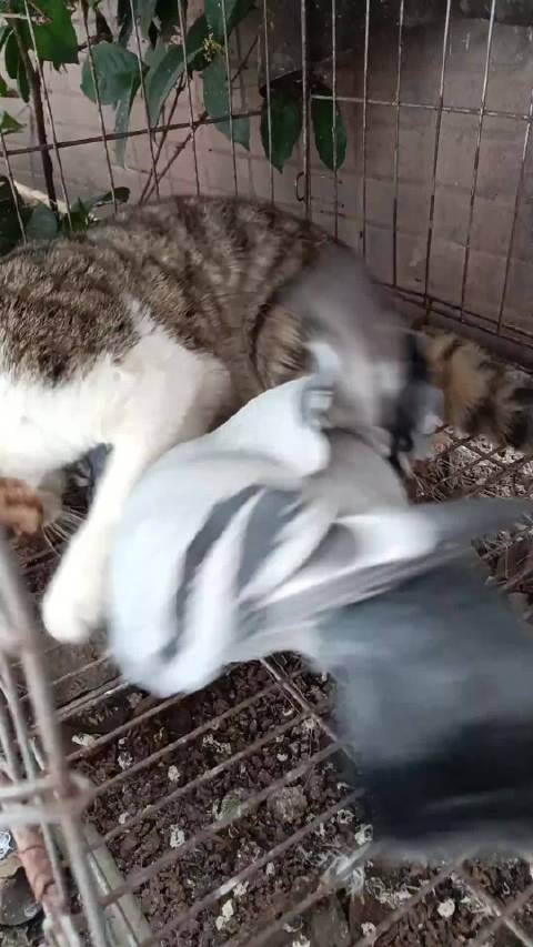 猫舌倒刺致鸽子皮肤受伤应激崩溃