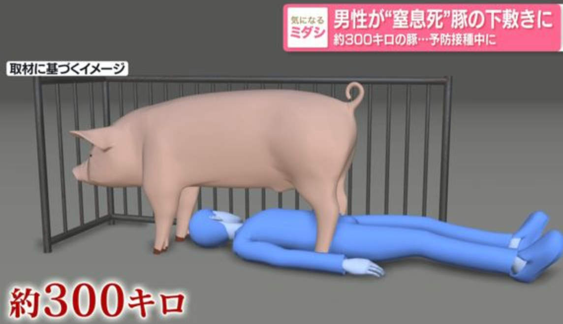 日本22岁男子独自给猪接种疫苗,后被发现遭300公斤猪压住,送医后不治身亡 日本22岁男子独自给猪接种疫苗,后被发现遭300公斤猪压住,送医后不治身亡