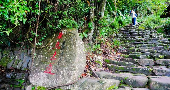 何以中国 千年茶道|一叶普洱,千年古道,万里新途 何以中国 千年茶道|一叶普洱,千年古道,万里新途