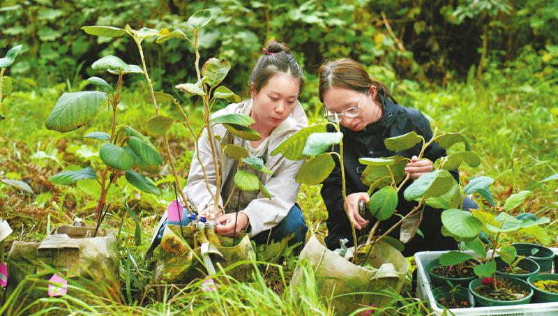 50株圆叶天女花归山记 50株圆叶天女花归山记
