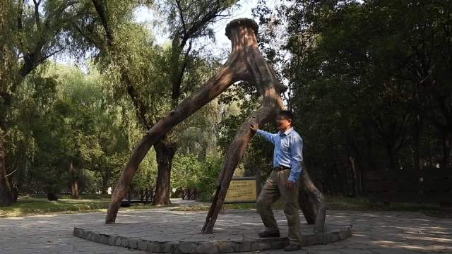 麋鹿保护的三足鼎立三国演义三个纪年