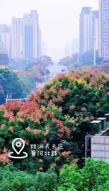 黄花飘落红果满枝，王俊凯歌声里的栾树秋天