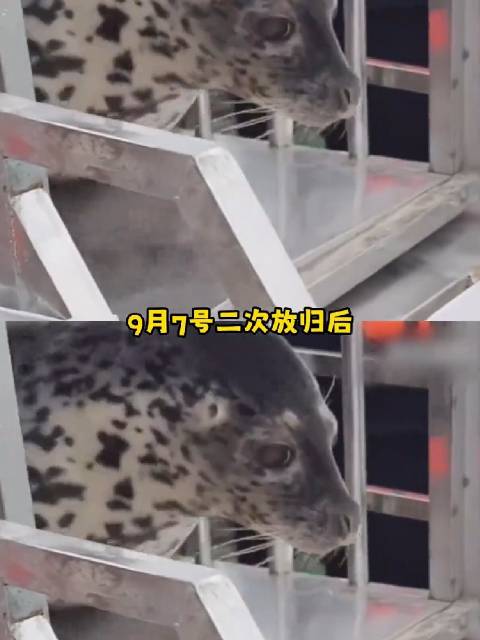 海豹娜娜，没想到吧我又回来了