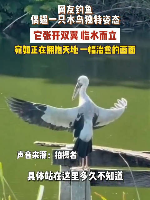 水鸟临水张翅宛如拥抱天地
