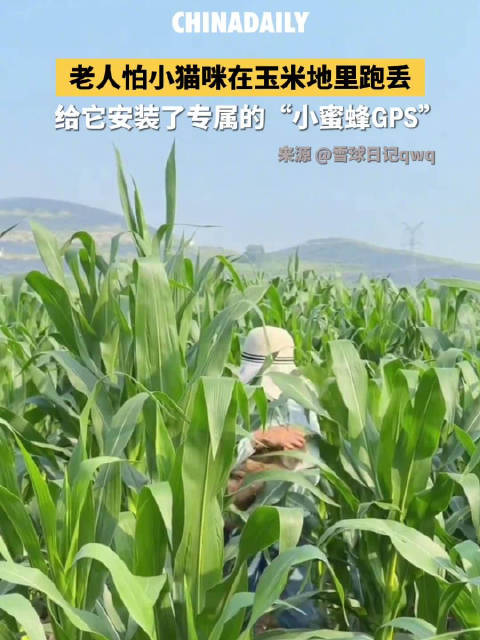 小猫咪拥有了专属小蜜蜂GPS