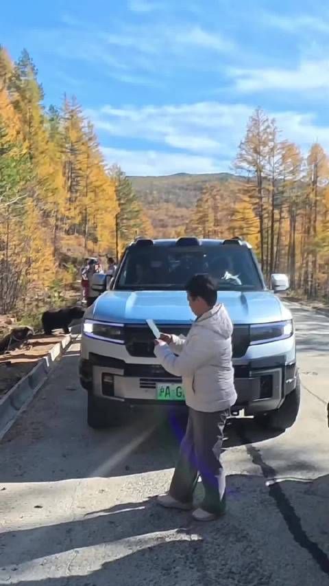 G331国道游客投喂黑熊被咬伤，文旅多次预警仍发生