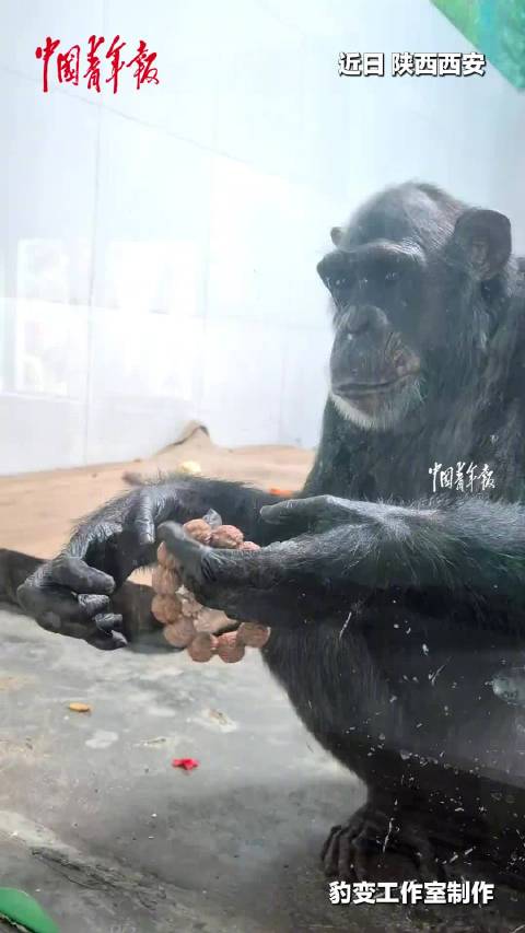 黑猩猩盘串无师自通手法娴熟