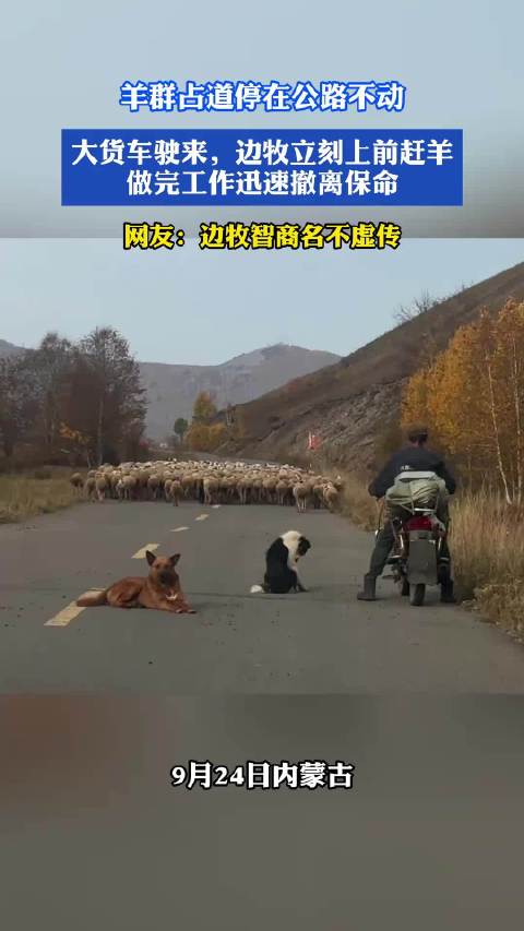 羊群占道停在公路不动，大货车驶来，边牧立刻上前赶羊，做完工作迅速撤离保命
