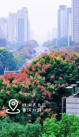 9月下旬，栾树正盛，黄花簌簌，红果累累，湖南的秋天，从这一棵树开始…