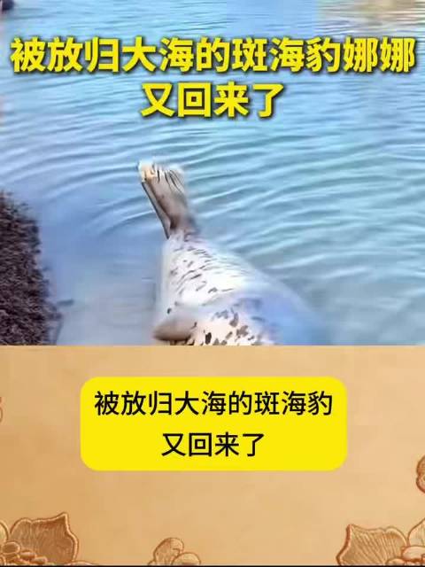 被放归的斑海豹娜娜回来了，还坐上了最爱的大黄鸭 万物有灵