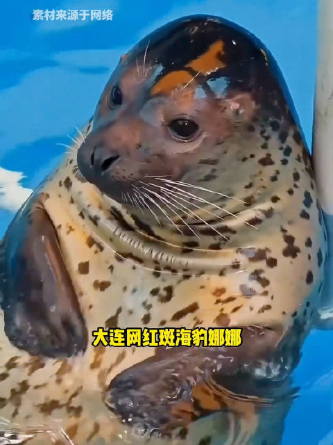 豹豹我呀，也该享福了～海豹