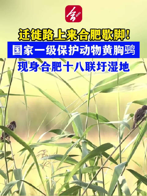国家一级保护动物黄胸鹀南迁抵达合肥十八联圩湿地
