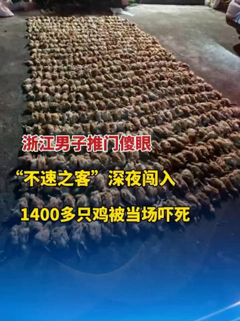 凤头鹰闯鸡棚吓死1400多只鸡，养殖户获赔15500元
