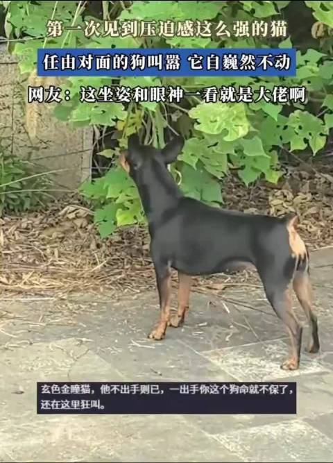 这哪是猫，好像是黑豹啊！