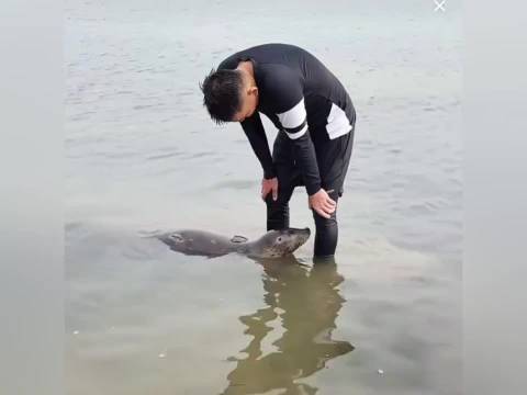 网红斑海豹娜娜入编文旅副局长，为黑衣小哥申请编制