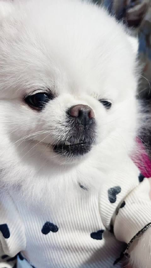 宁哥看我的狗妹