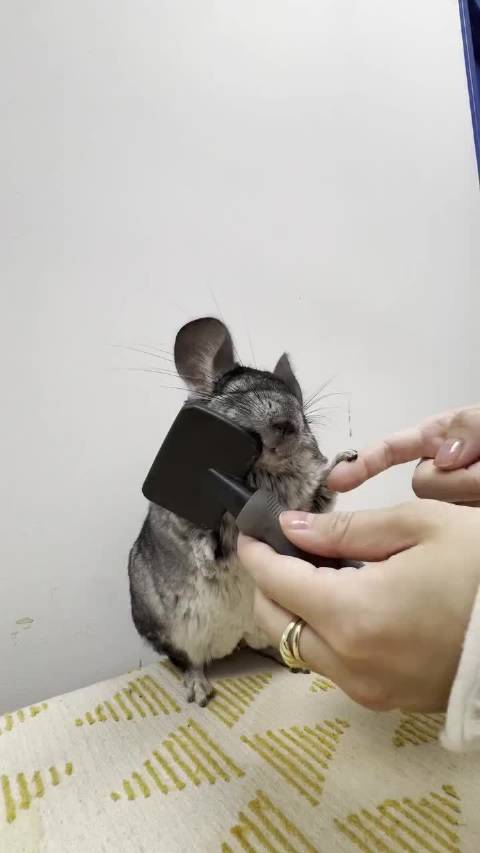 龙猫宝宝也喜欢梳毛呢