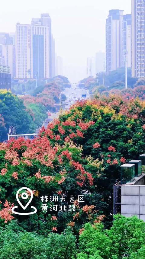 王俊凯《如期》伴株洲栾树花开打卡秋色