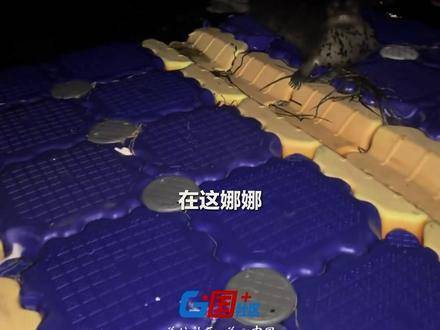 网红斑海豹娜娜放归六日跨百公里重返大长山岛