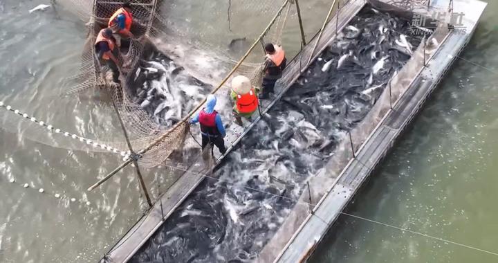 丰收走江淮：皖水漾 渔获肥