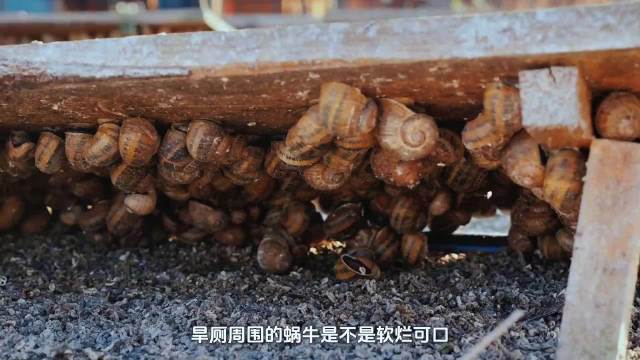旱厕蜗牛美味？别当真！野生蜗牛暗藏寄生虫，绝对不能吃！