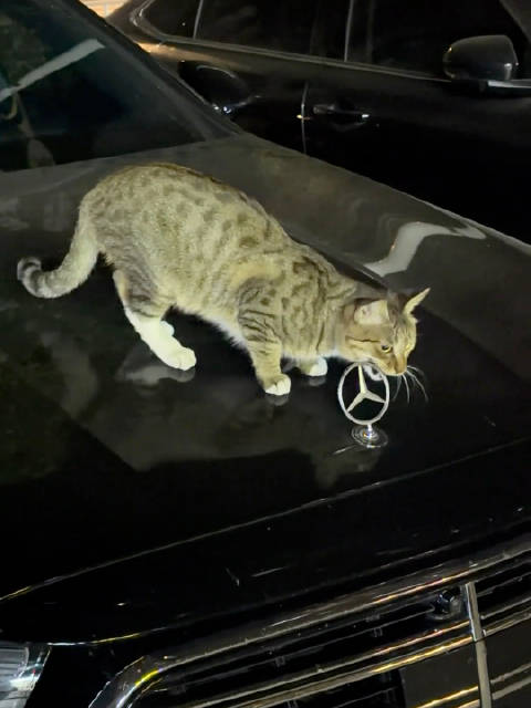 猫咪肯奔驰车标