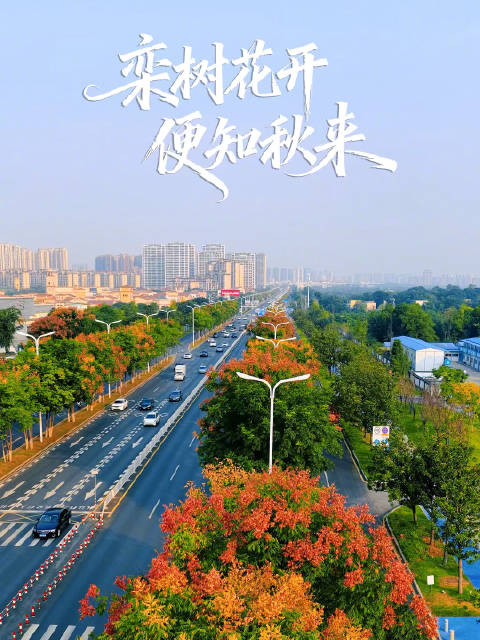 王俊凯《那页夏天》一响，栾树花海铺开雷峰大道