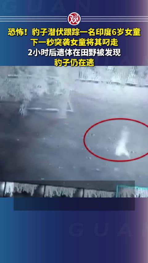 印度6岁女童遭豹子袭击叼走，2小时后遗体被发现，豹子在逃