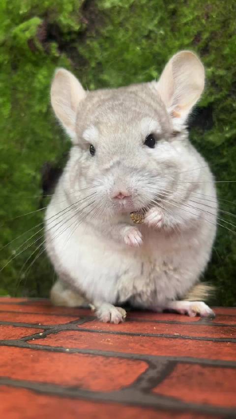 谁家好龙猫这么吃香香啊