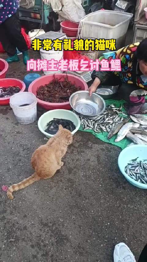 老板杀鱼猫队蹲守，鱼腥引猫组团等投喂