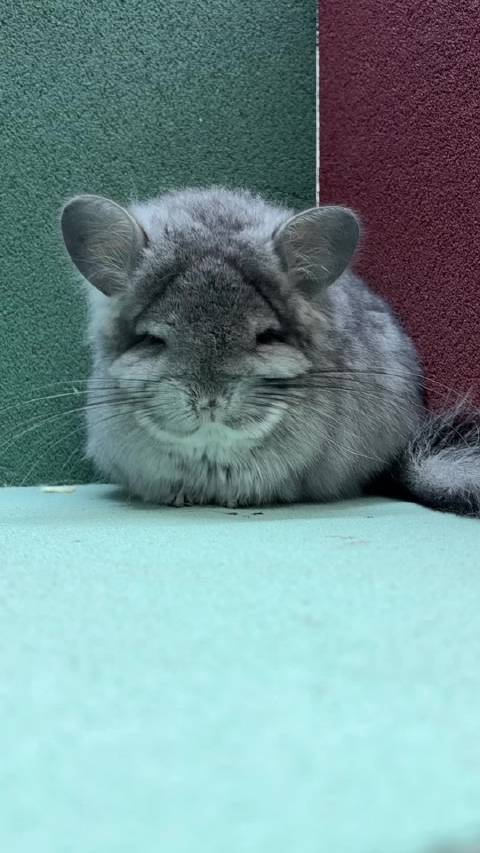 带钻标灰长毛龙猫mm
