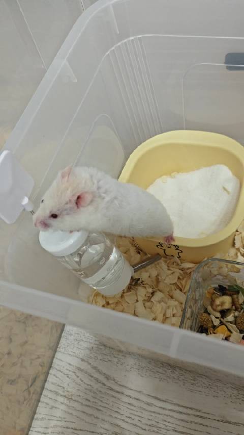 我们泡面到新家第一天就想着越狱，泡芙还在一边玛卡巴卡呢
