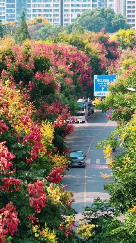 长沙栾树花开，王俊凯回望相伴