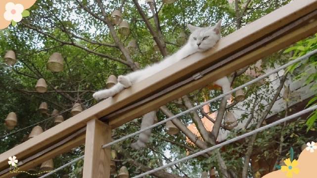 到重庆，一定要记得来萤火虫港湾猫猫主题公园吸小猫咪！