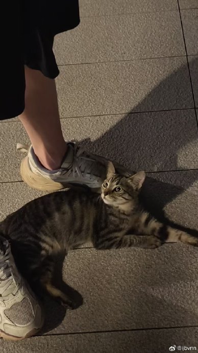 广州增城四个月狸花猫找领养 无传染病寄生虫，已做外驱 胆子大，亲人