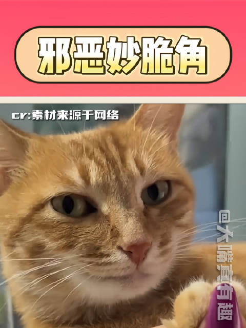 隔着屏幕都感觉被它冒犯到了 搞笑 猫咪